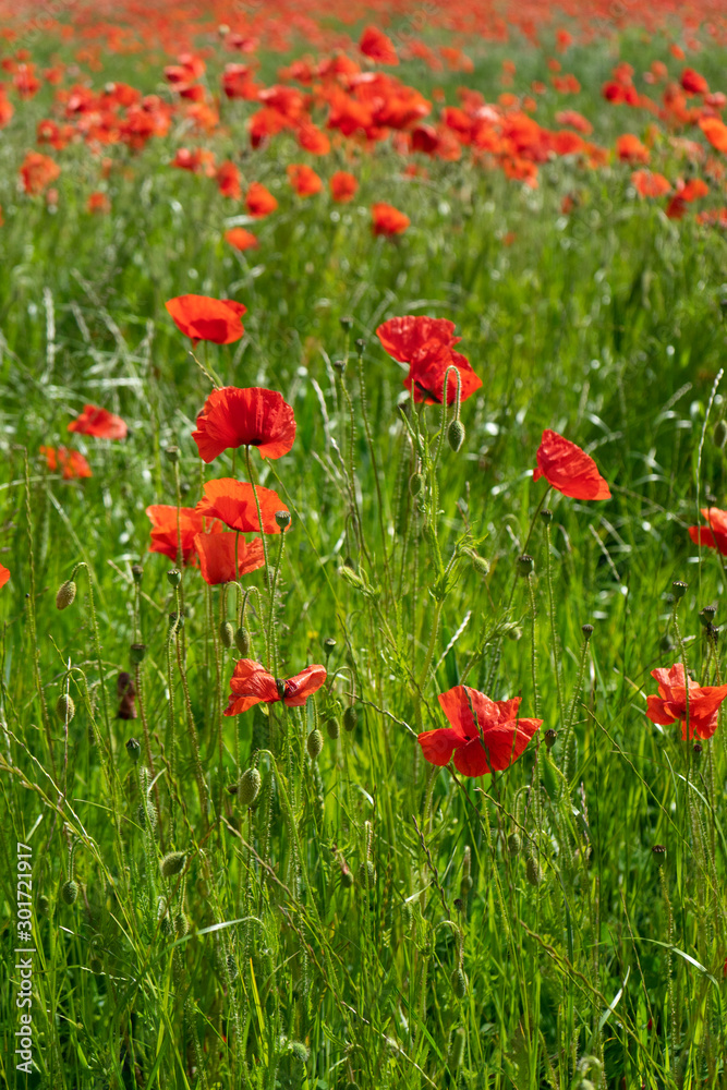 Poppies growing in a field