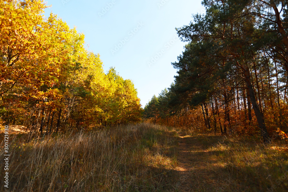 Fototapeta premium autumn forest of coniferous and deciduous in the light of the sun