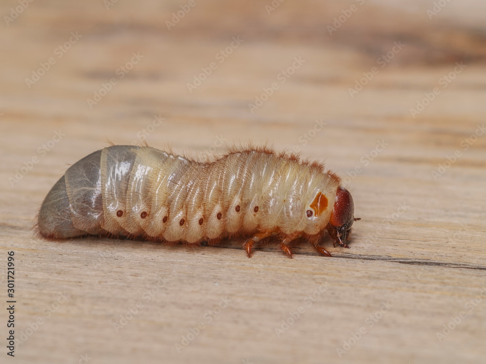 Close-up a Larva worm of Siamese Rhinoceros Beetle or Fighting Beetle (Xylotrupes gideon) on wood texture background. Close-up a Larva worm of Siamese Rhinoceros Beetle or Fighting Beetle (Xylotrupes gideon) on wood texture background.