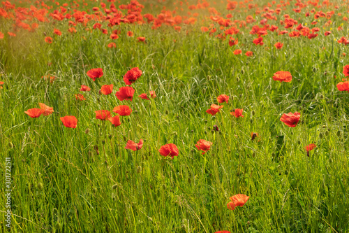 Poppies growing in a field