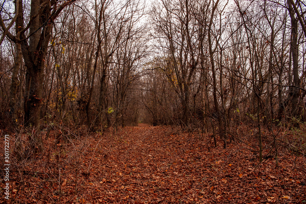 Autumn forest. Landscape with blurry cloudy autumn forest. Dry leaves in the foreground. Trail surrounded by old trees. Autumn forest. Landscape with blurry cloudy autumn forest. Dry leaves in the foreground. Trail surrounded by old trees.