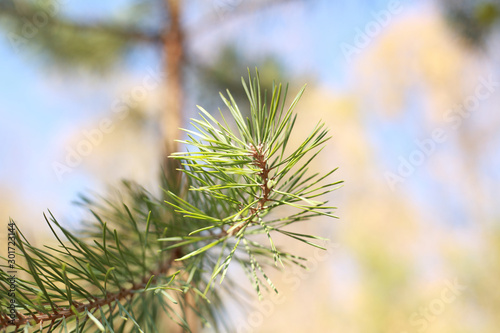 green pine branch on a background of sky and forest