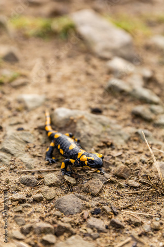 Close up of a lizard Fire salamander (Salamandra salamandra) in the nature.
