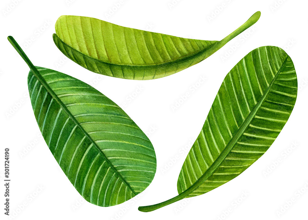 Obraz premium green leaf on an isolated white background, watercolor illustrations, tropical plumeria plants