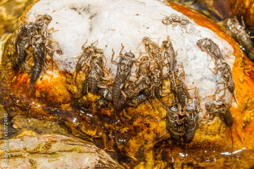 exuvia of plecópter on rocks