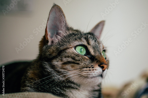 Beautiful tabby cat portrait. Domestic cat posing. 