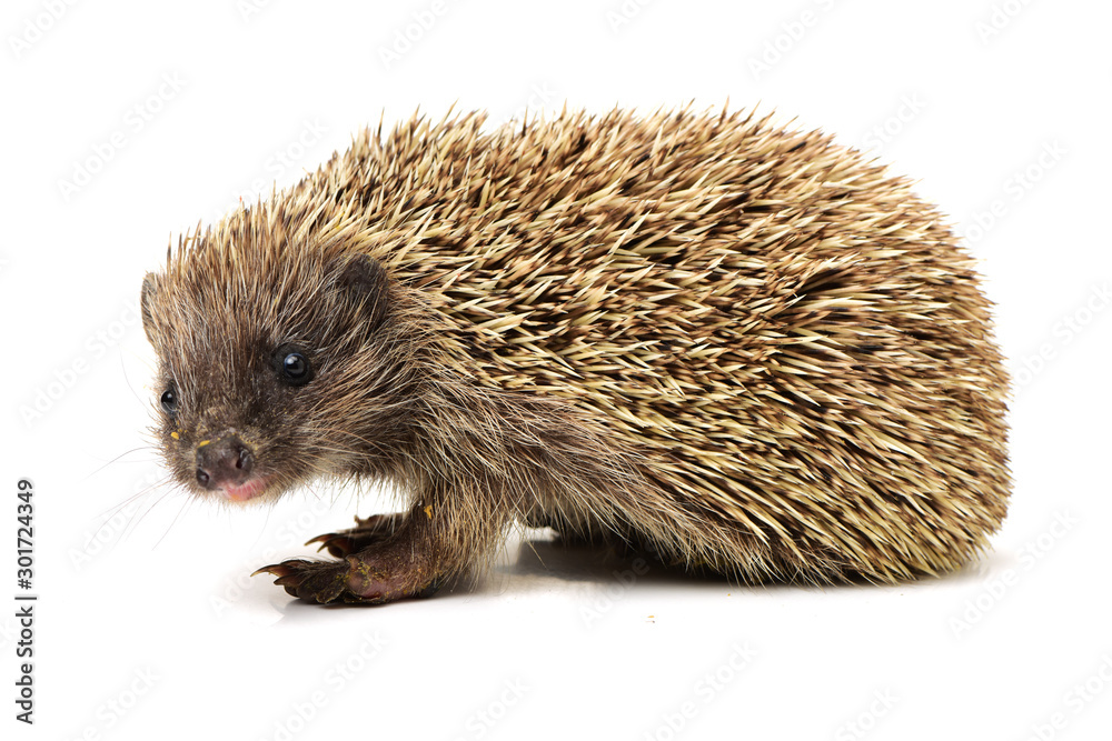 Obraz premium Hedgehog isolate on white background