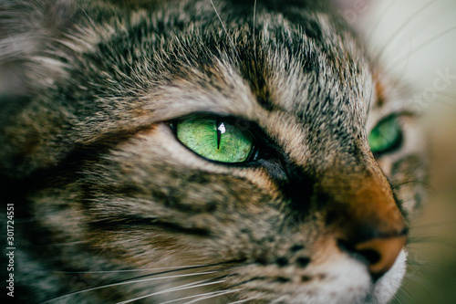 Fototapeta Naklejka Na Ścianę i Meble -  Close up view of green cat eye. Beautiful cat portrait. 