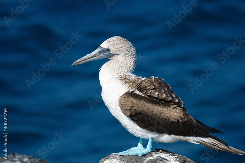 Profile portrait of a blue-footed booby bird standing on a rock in front of deep blue Pacific waves on the Galapagos Islands, Ecuador photo