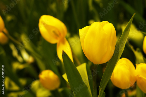 A yellow tulip on half blur background