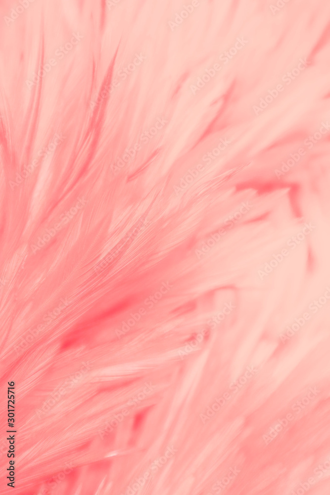 Beautiful abstract colorful white and purple feathers on dark background and soft white pink feather texture on white pattern Beautiful abstract colorful white and purple feathers on dark background and soft white pink feather texture on white pattern