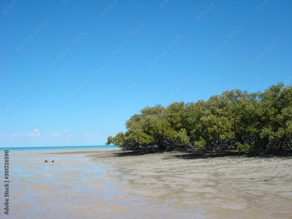 Mangrovenbäume am Strand von Darwin Mangrovenbäume am Strand von Darwin