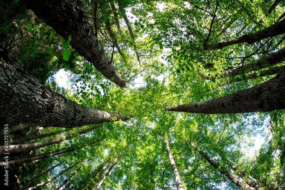 Fototapeta premium alberi