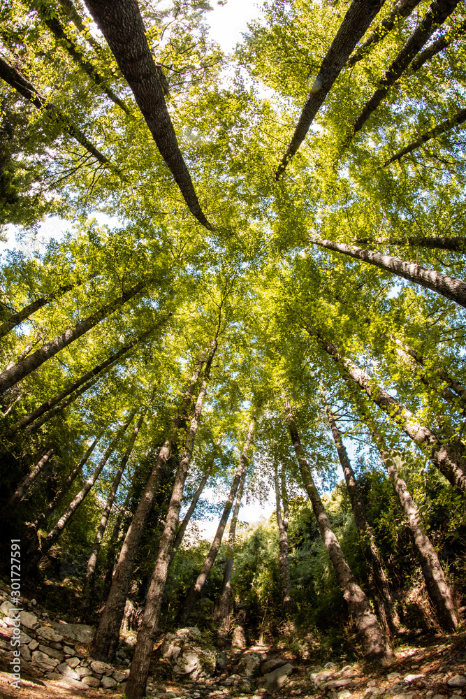 Fototapeta premium alberi