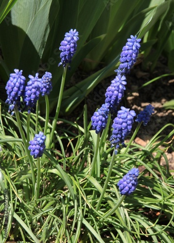 purple or blue flowers of muscari plant at spring
