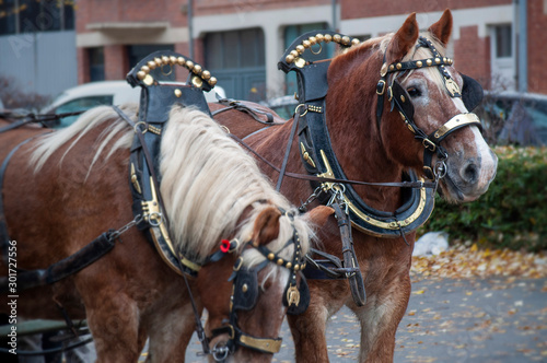 traditional horse in front of carriage