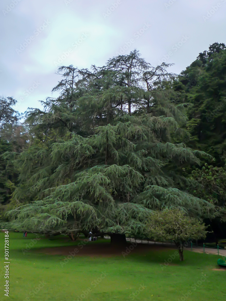 Obraz premium Tree ina botanical garden.