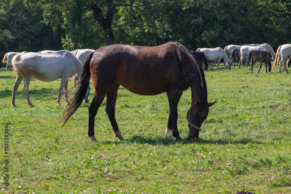 Lipizzaner horses grazing on Lipica pasture, group of beautiful animal from famous horse breeding Lipizzaner horses grazing on Lipica pasture, group of beautiful animal from famous horse breeding