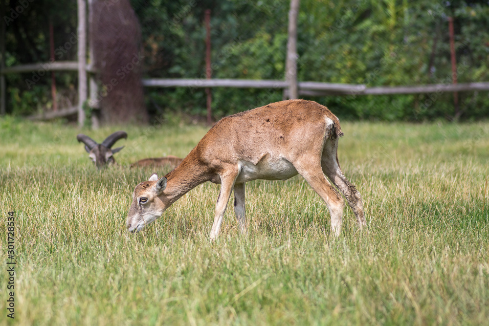 Wild mouflon sheep, pair of grazing animals on pasture in daylight, green meadow, wild animals Wild mouflon sheep, pair of grazing animals on pasture in daylight, green meadow, wild animals