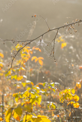 Herbstwald mit Nebel und Sonnenschein mit vielen Bäumen und bunten Blättern
