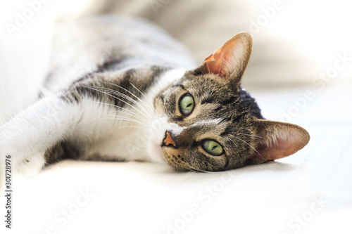 Short hair cat portrait resting on sofa  looking at camera