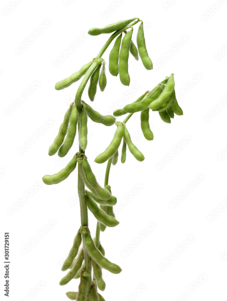 Fototapeta premium Fresh soybean with pod and leaf