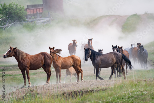 herd of horses in the dust