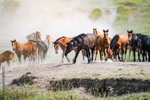 herd of horses in the dust © filin174