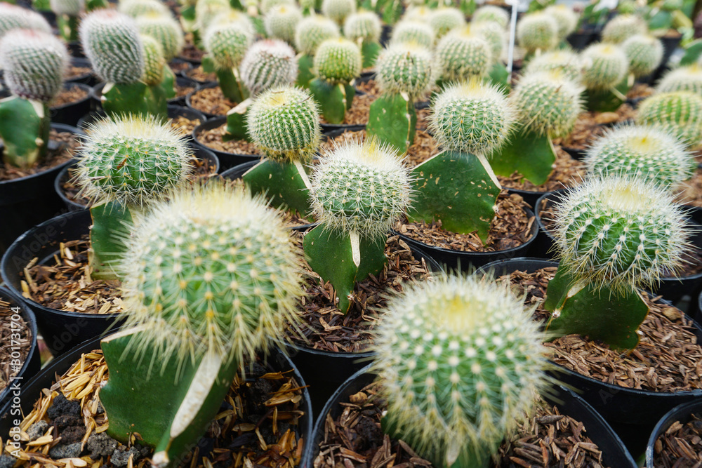 Cactus, see Mammillaria, Melocactus, and Opuntia. For other uses, see Cactus (disambiguation).Cactaceae. cactus (Echinocactus grusonii). Round green cactus. Cactus, see Mammillaria, Melocactus, and Opuntia. For other uses, see Cactus (disambiguation).Cactaceae. cactus (Echinocactus grusonii). Round green cactus.