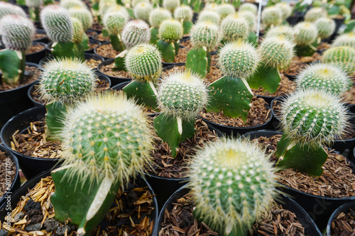 Cactus  see Mammillaria  Melocactus  and Opuntia. For other uses  see Cactus  disambiguation .Cactaceae. cactus  Echinocactus grusonii . Round green cactus.      