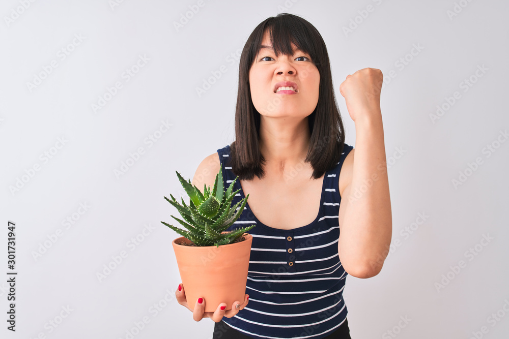 Young beautiful Chinese woman holding cactus pot over isolated white background annoyed and frustrated shouting with anger, crazy and yelling with raised hand, anger concept Young beautiful Chinese woman holding cactus pot over isolated white background annoyed and frustrated shouting with anger, crazy and yelling with raised hand, anger concept