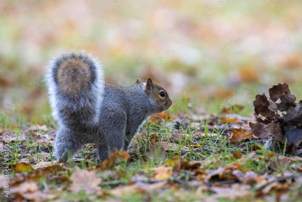 Grey squirrel, Sciurus carolinensis, close up portrait on ground and in trees searching/looking for food during autumn/winter in November.
