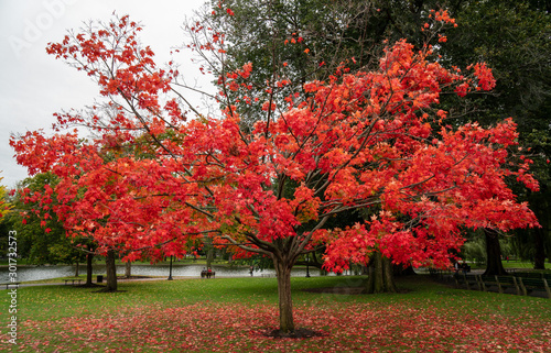 Autumn red tree loacted in Boston park