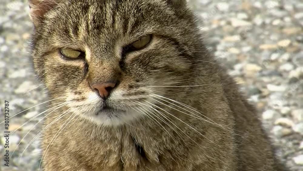 Der grau getigerte Kater hält nicht viel von Nahaufnahmen