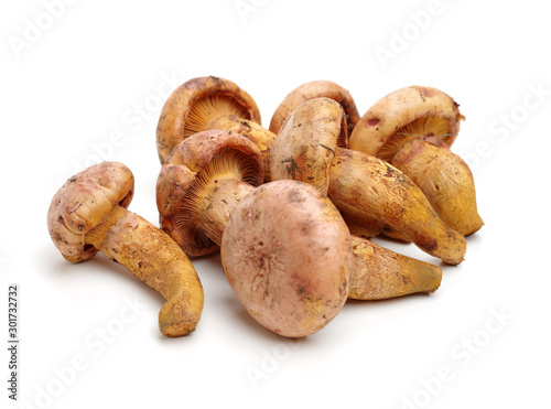 Boletus mushrooms on white background