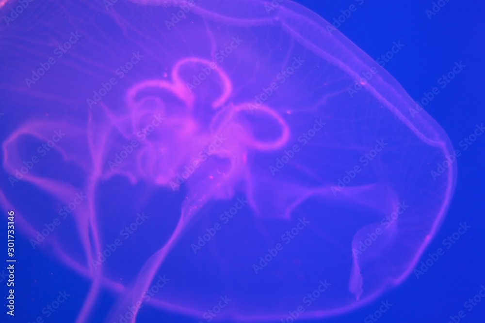 Transparent moon jellyfish close-up on a blue background with purple lighting Transparent moon jellyfish close-up on a blue background with purple lighting