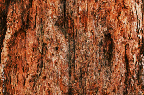 Old wood texture