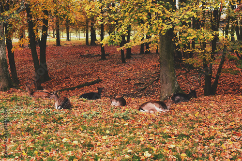 Young deer lie on the lawn and rest, autumn season in the reserve