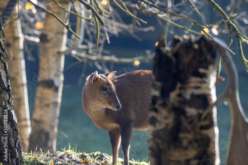 Muntjac deer, Muntiacus, close up portrait on a sunny bright day within woodland during autumn/winter in November photo