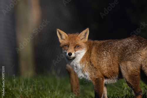 Red Fox, Vulpes vulpes, portrait caught in sunlight against a dark background during autumn/winter during November. © Paul