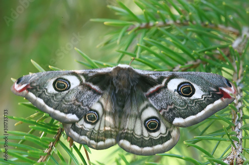 butterfly peacock-eye nocturnal   insect beautiful butterfly peacock-eye  in the wild