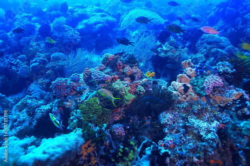 Fototapeta Naklejka Na Ścianę i Meble -  underwater world / blue sea wilderness, world ocean, amazing underwater