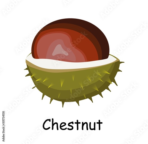 Chestnut fruit. Walnut in barbed skin. Chestnut. Brown. Vector illustration isolated on white background..