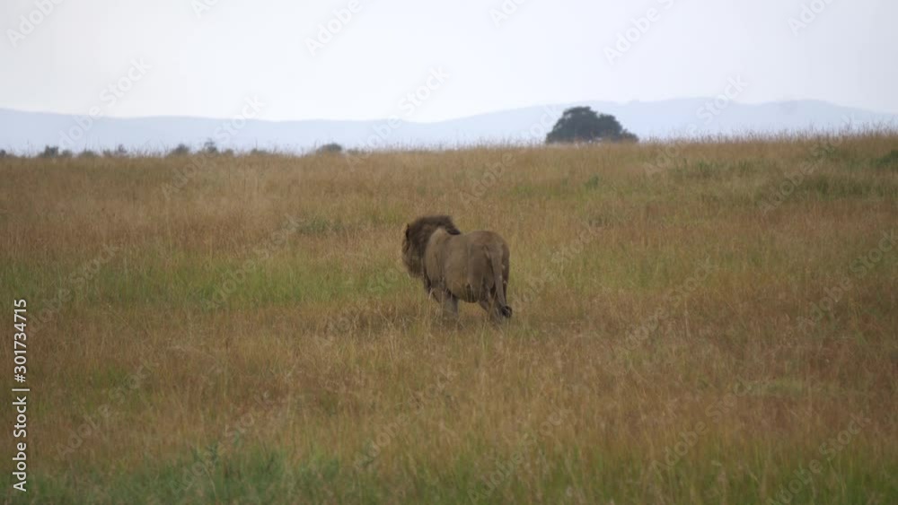 Old Male Lion Walking in Grassland of African Savanna. Dangerous Wild Animal in Natural Habitat Old Male Lion Walking in Grassland of African Savanna. Dangerous Wild Animal in Natural Habitat