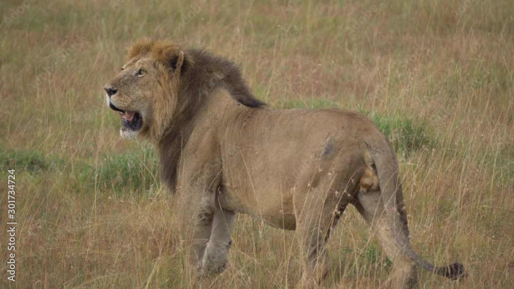Close Up Of Lion in Pasture Looking For Prey. Wild Animal in Natural Habitat, African Savanna Close Up Of Lion in Pasture Looking For Prey. Wild Animal in Natural Habitat, African Savanna