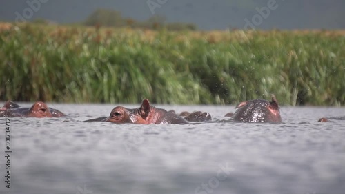 Hippopotamus Herd Enjoying Fresh River Water in National Park Reserve, Tanzania Africa. Hippo Close Up Slow Motion photo
