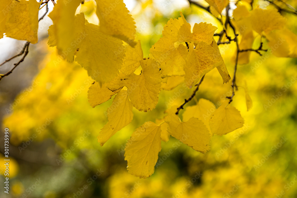 leaves on the tree branch with the colors of autumn in Madrid leaves on the tree branch with the colors of autumn in Madrid