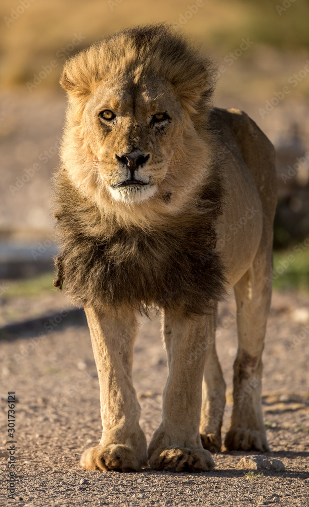 A male Kalahari black maned Lion portrait. Kalahari A male Kalahari black maned Lion portrait. Kalahari