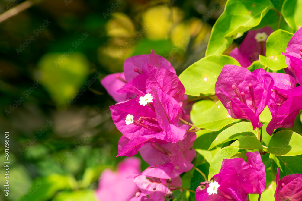 Close up of bougainvillea, Tha Ton, Thailand