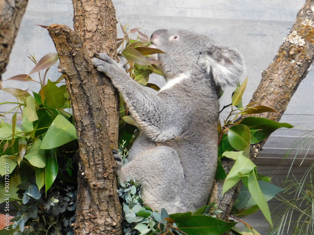 Fototapeta premium Koala